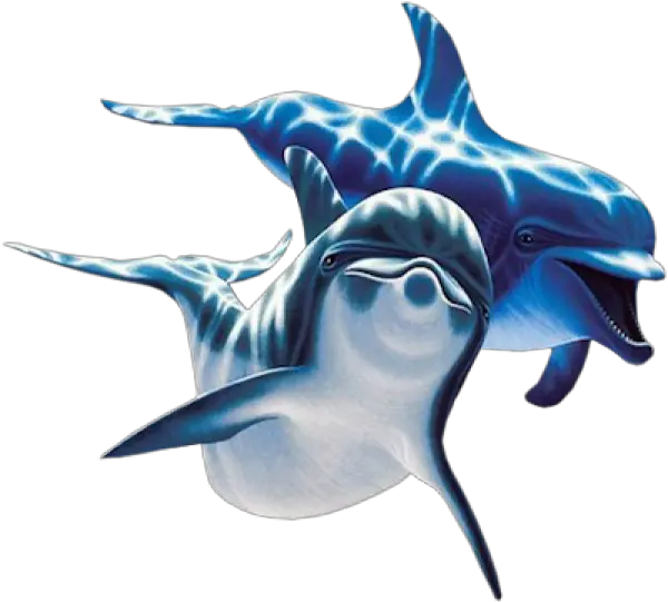 Dolphin Icon Png Png Dolphins Dolphin Transparent Background