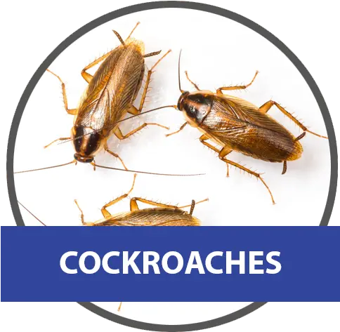 Download Small Cockroach Png Image With No Background Types Of House Cockroaches Cockroach Png