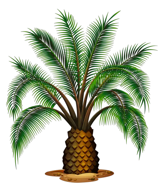 Dainty Palm Tree Png