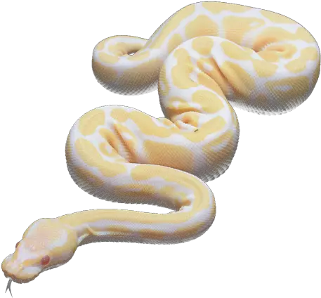 Snake Red Eyes Transparent Pale Albino Colour Change Euolog U2022 Snake Transparent Png Snake Transparent Background