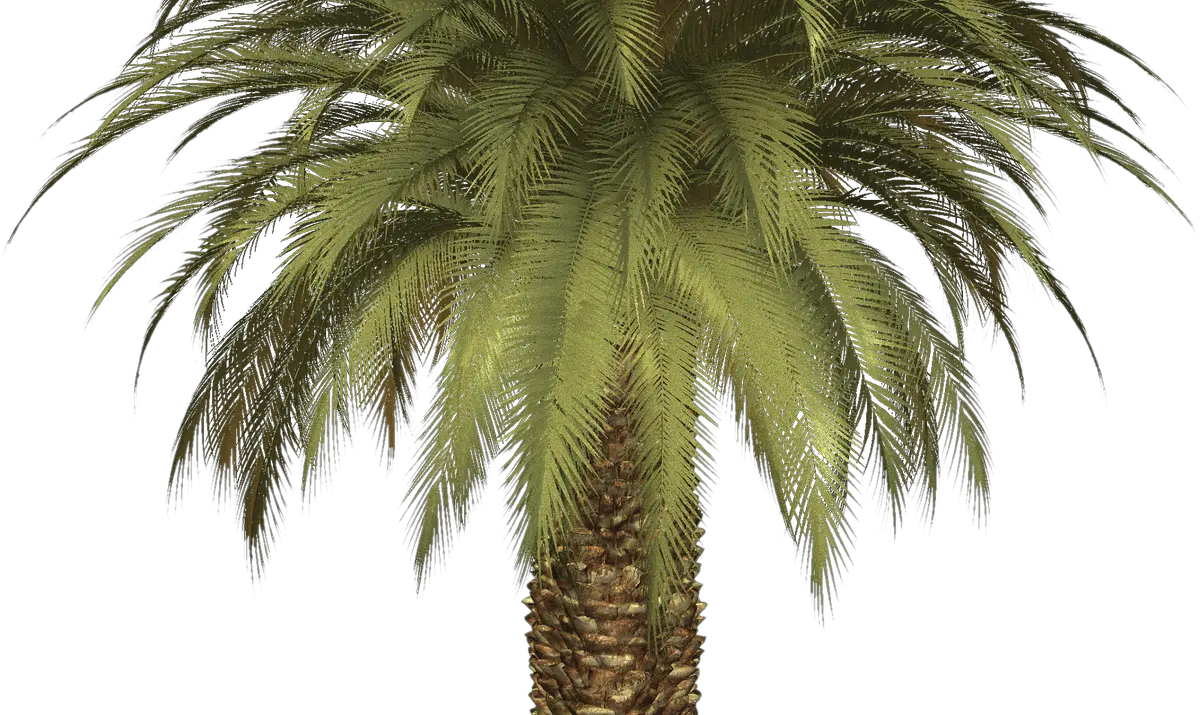 Dark Palm Tree Vector Png