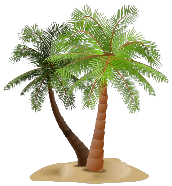 Curved Palm Tree Clipart Png