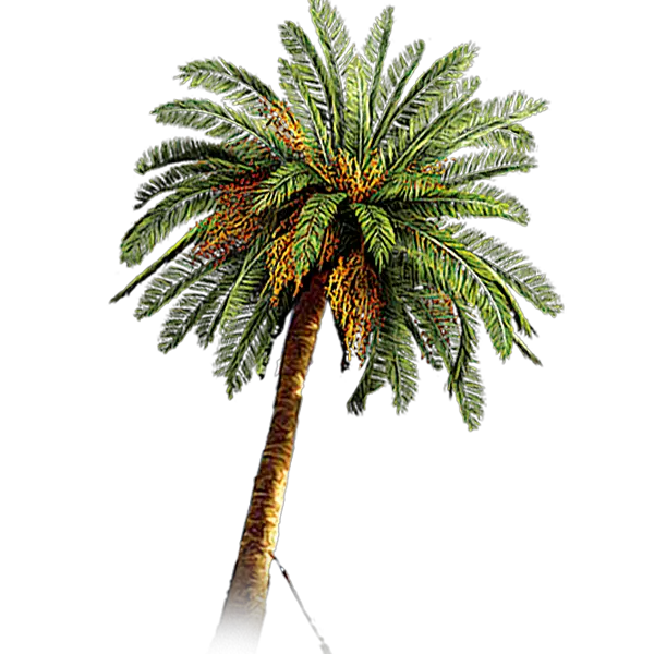 Cute Palm Tree Png Black