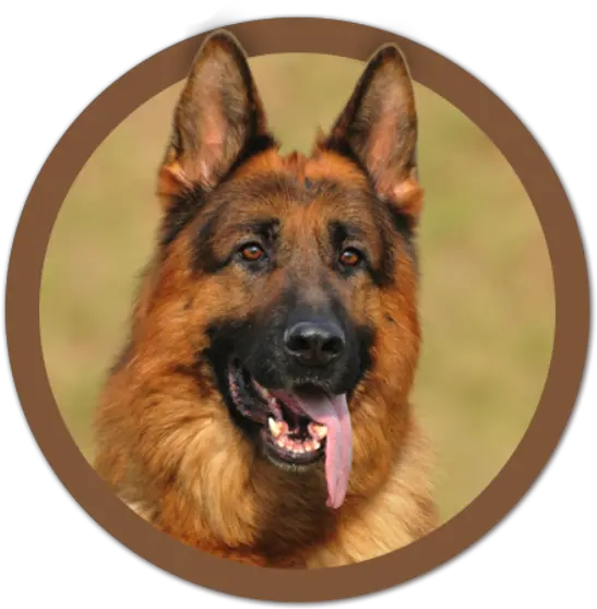 German Shepherd Breeders Ontario Puppies For Sale Png