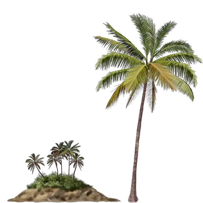 Brown Palm Tree Png