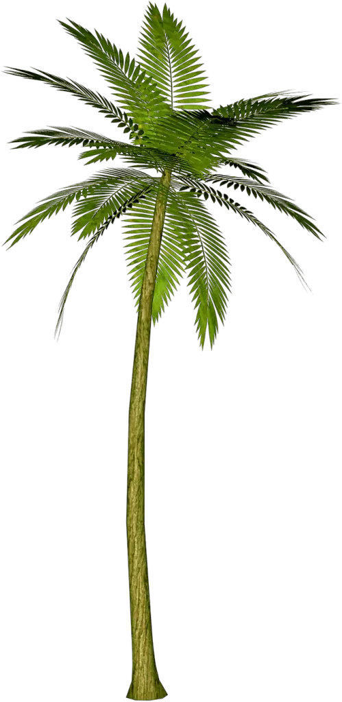 Cartoon Pink Palm Tree Png