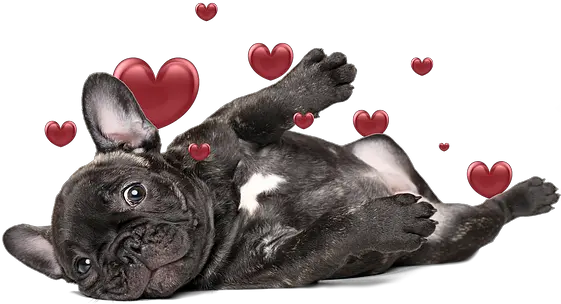 Breed Info Red Rock Frenchies French Bulldog Png French Bulldog Png