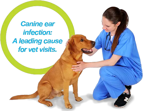 Treating Dog Ear Infections Just Got Easier Dog Yawns Png Dog Ears Png