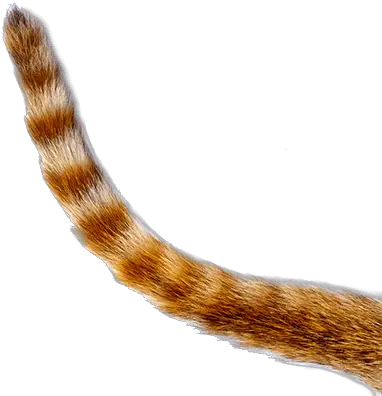 Download Get In Touch Cat Tail Transparent Background Png Tail Png