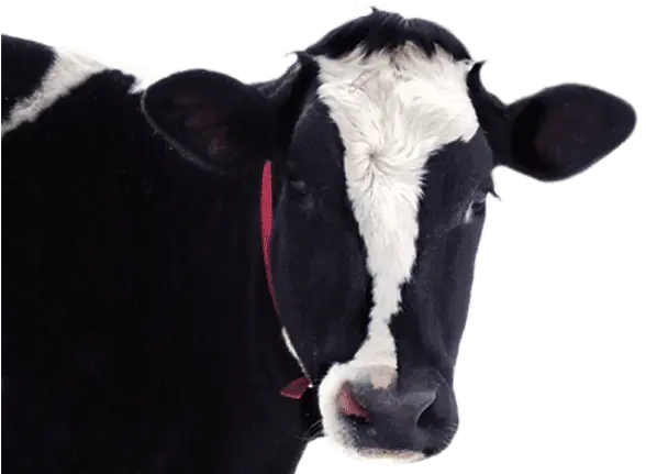 Download Cow Head In Png Full Size Png Image Pngkit Dairy Cow Cow Head Png