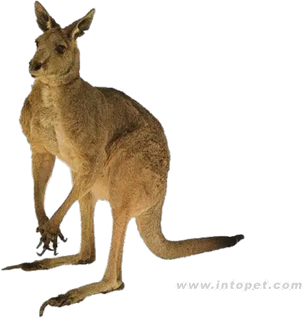 Red Kangaroo Australia Tail Kangaroo Real Transparent Clipart Png Kangaroo Transparent