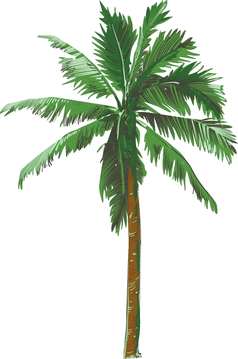 Big Palm Tree Png