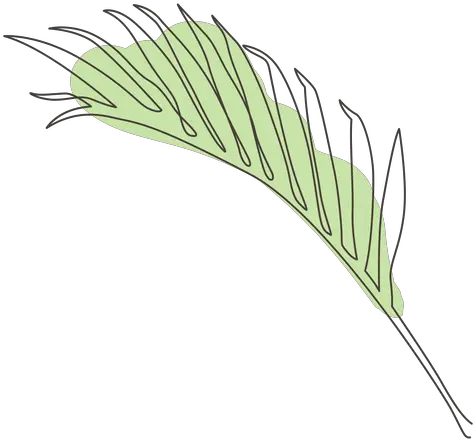 Palm Leaf Line Drawing Design Transparent Png U0026 Svg Vector Leaf Line Drawing Png Palm Leaf Transparent