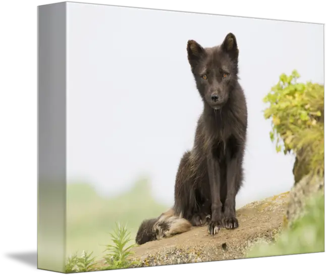 Adult Arctic Fox Guarding The Den Summer St Pau By Design Pics Arctic Fox Png Arctic Fox Png