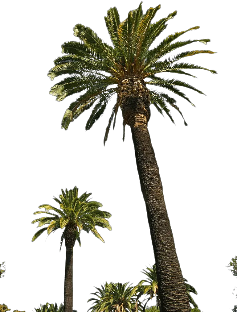 Best Palm Tree Png