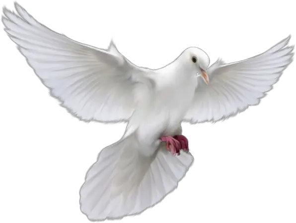 Holy Spirit Dove Png Picture 581669 Holy Spirit Png Dove Holy Spirit Png