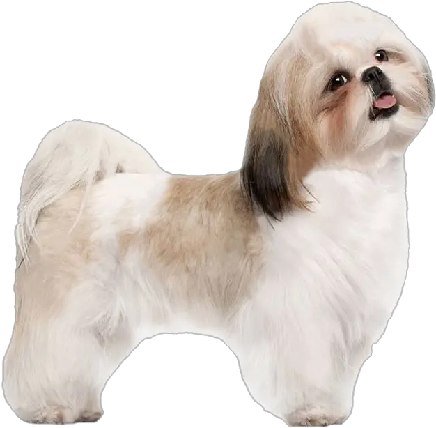Shih Tzu Png File Shih Tzu Puppy Transparent Shih Tzu Png