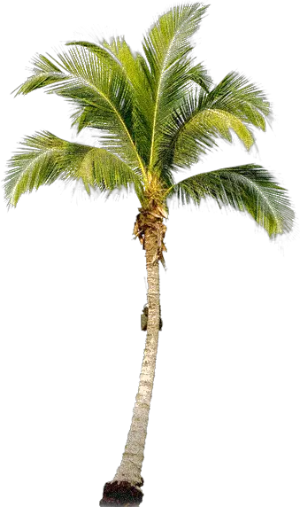 Beach Palm Trees Png