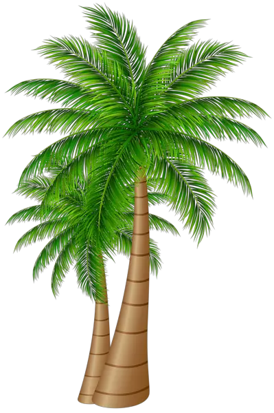 Beach Palm Trees Vector Png