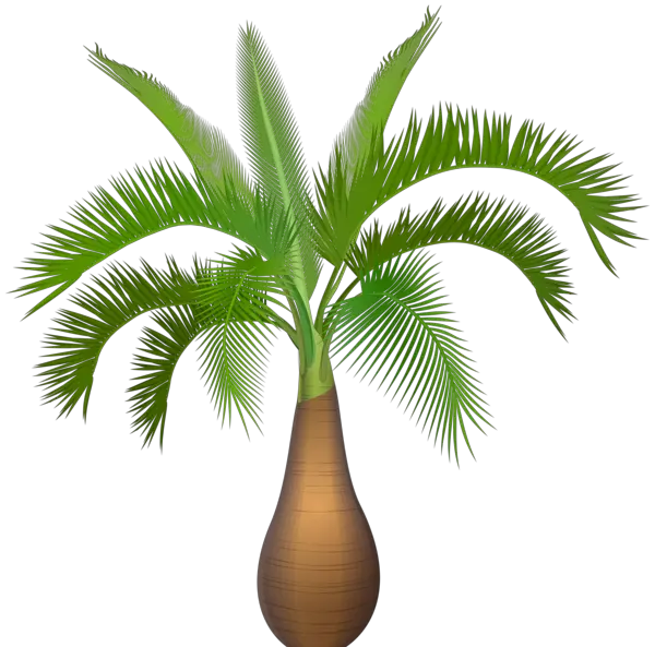 Alexandria Palm Tree Png