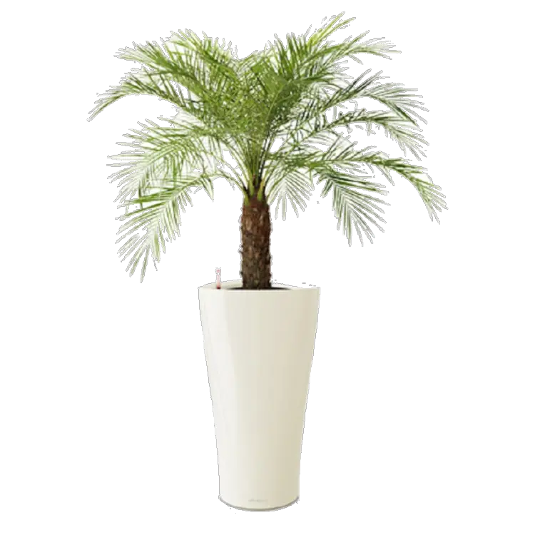 Apple Emoji Png Beach Palm Tree