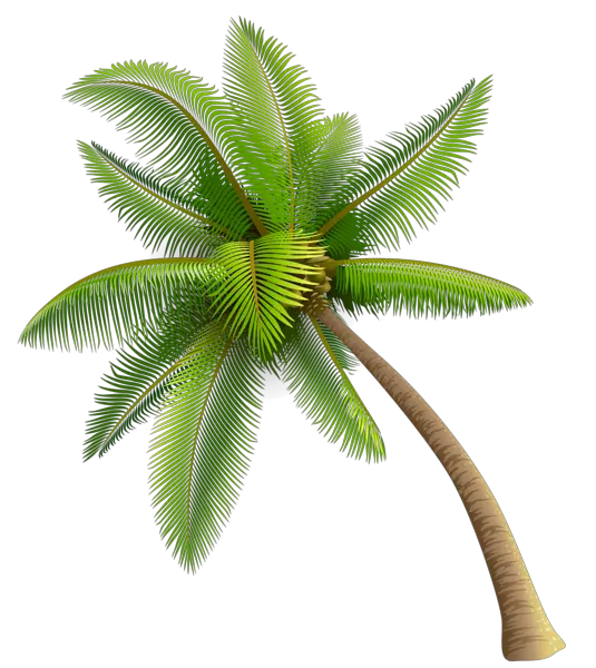 Aesthetic Palm Trees Png