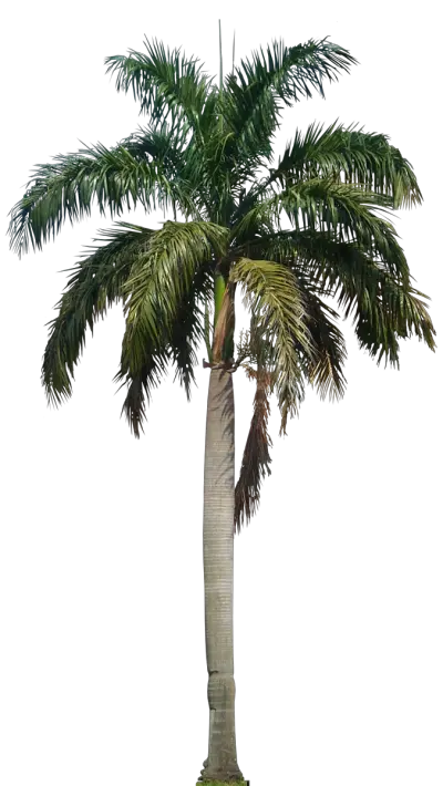 80s Palm Tree Png
