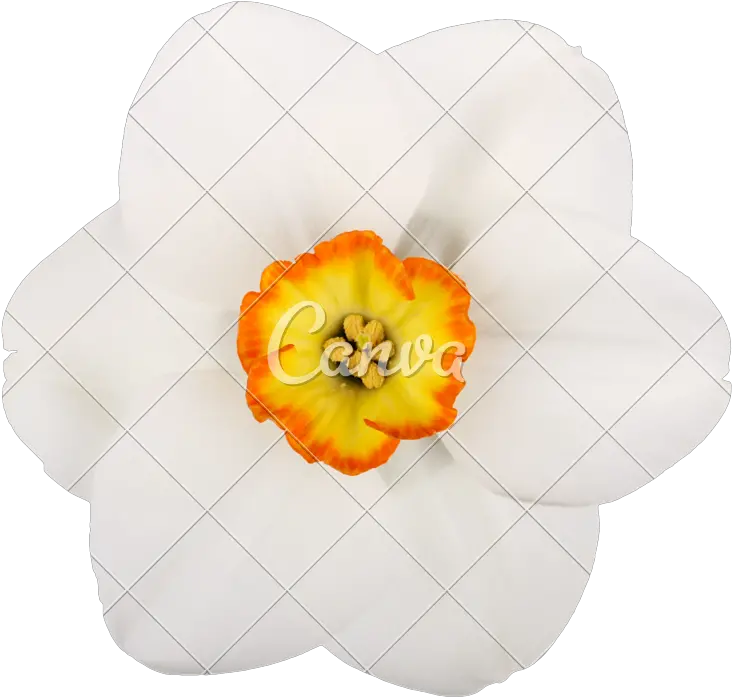 Daffodil Clipart Pumpkin Flower Small Single Flowers Artificial Flower Png Single Flower Png