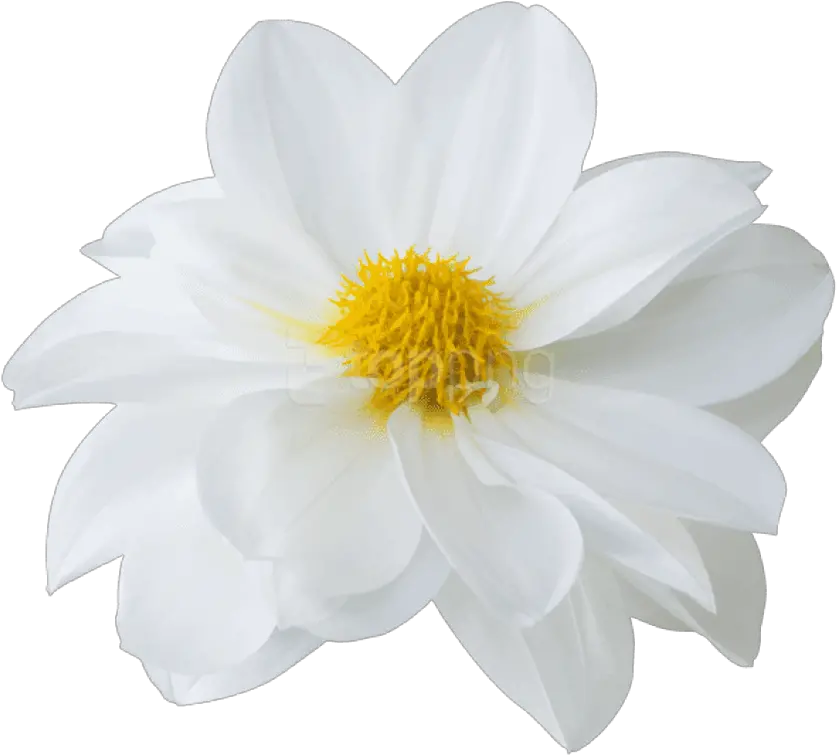 Download Free Png Hd Latest Beautiful White Flower Sacred Lotus White Flower Png