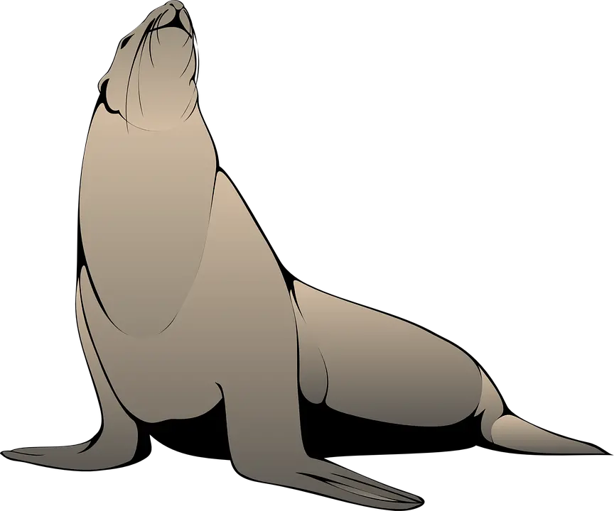 Seal Clipart Realistic Free Seal Animal Vector Png Realistic Sea Lion Clipart Seal Png