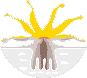 As New Disease Wipes Out Caribbean Coral Scientists Tear Up Coleoids Png Coral Transparent