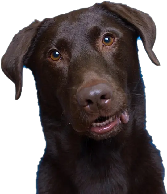 Dog Png Images Transparent Free Download Pngmartcom Dog Cute Dog Png