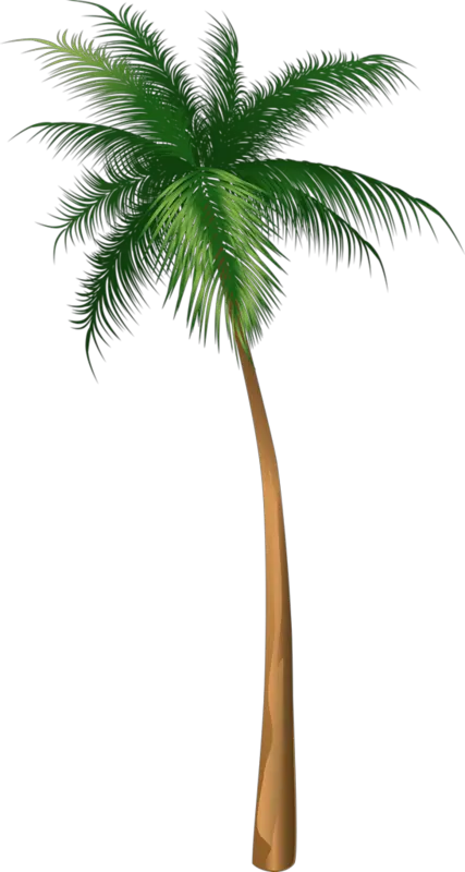 Transparent Palm Tree Png