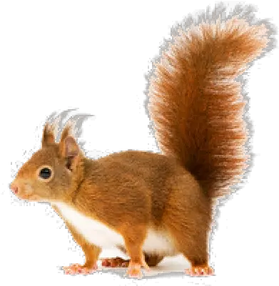 Squirrel Png Download Image Red Squirrel Png Squirrel Transparent Background