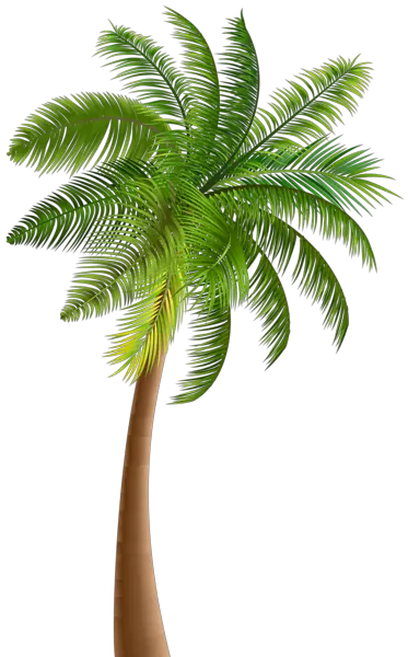 Palm Tree Sticker Png