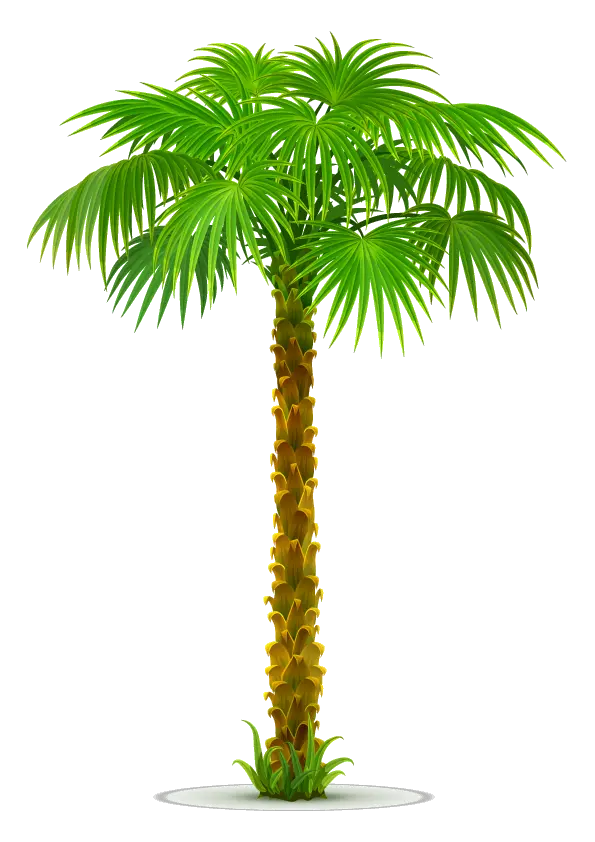 Palm Tree Png Transparent Background