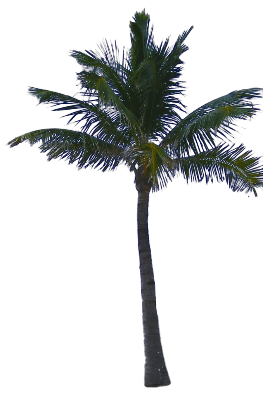 Palm Tree Png Top View