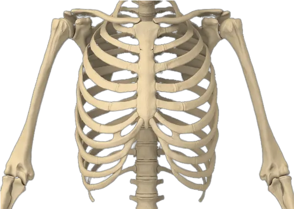 Rib Cage Transparent Png Stickpng Rib Cage Transparent Cage Png