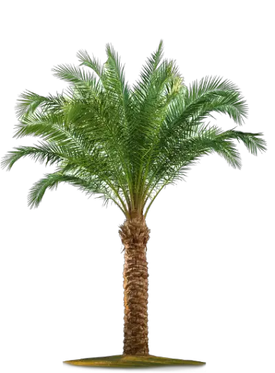 Palm Tree Png File