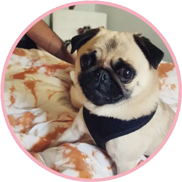 Mr Biscuit The Pug Png