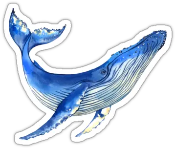 Watercolor Whale Sticker Watercolor Whale Sticker Png Whale Transparent