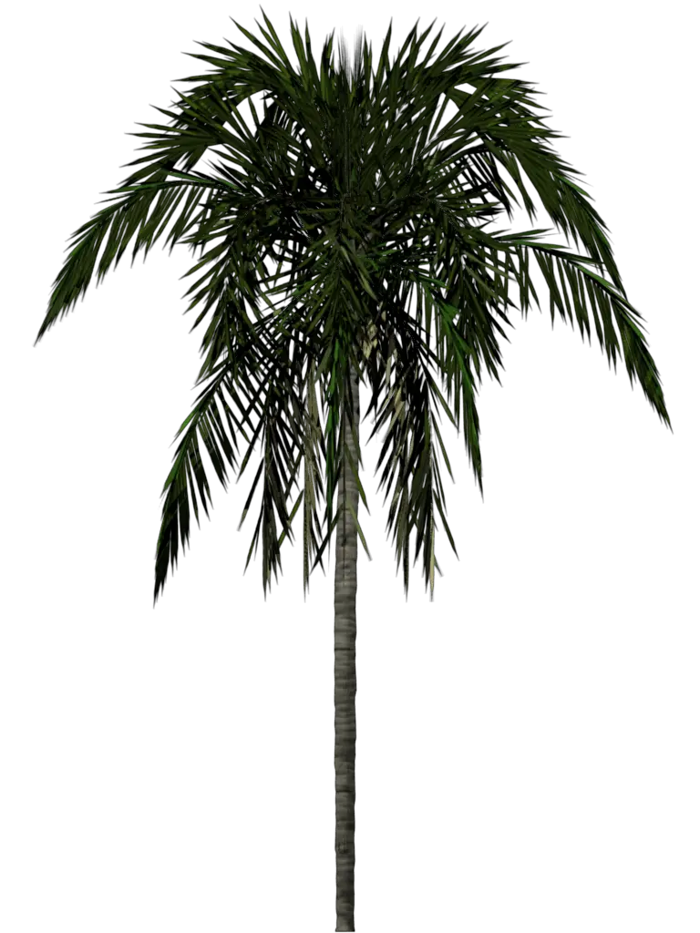 Palm Tree Free Png