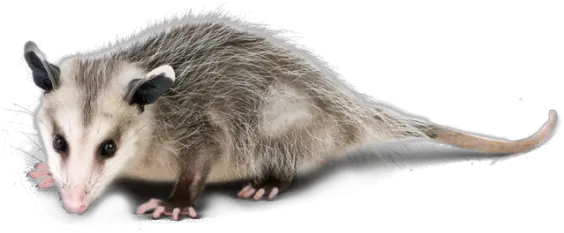 Types Of Wildlife Oak Ridge Tn Volunteer Get Rid Of Possums Png Opossum Png