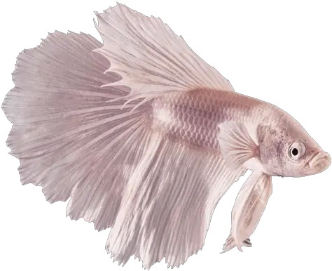 Male White Opal Betta Splendens Male White Opal Betta Png Betta Fish Png