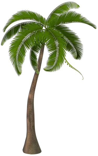 Palm Tree Icon Png