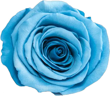 Rosas Azul Png Transparent Images Rosa Azul Png Desenho Rosas Png