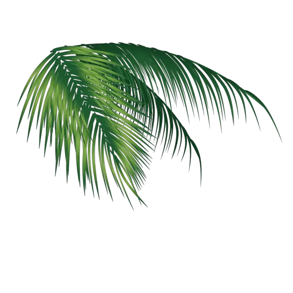 Palm Tree Cutout Png