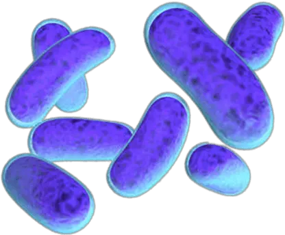 Escherichia Coli Bacteria Transparent Png Stickpng Bactérie Png Bacteria Png