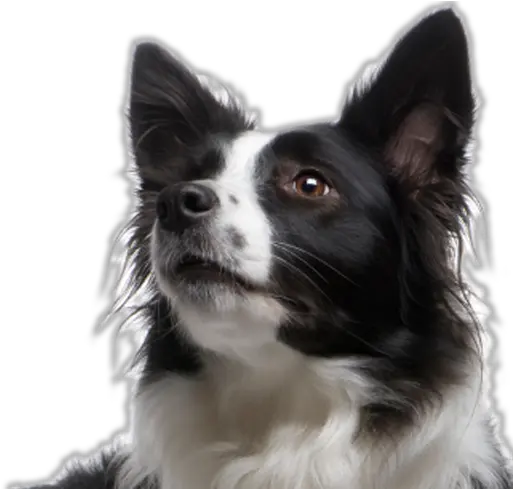 Border Collie Transparent Png Border Collie Transparent Background Border Collie Png