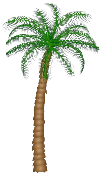 Palm Tree Branches Png